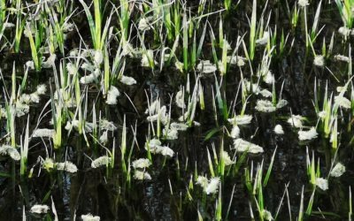 Tulehduskierteet ja homeopatia