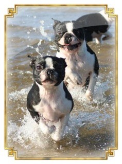 eläinhomeopatia-koirat-juoksevat