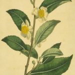 Tea tree eteerinen öljy suihkeeseen punkkia vastaan