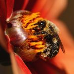 Siitepölyallergiaan saa apua homeopatiasta.
