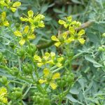 Kasvi nimeltä tuoksuruuta (eli ruta graveolens) on homeopaattine lääkeaine, jota kutsutaan tutummin nimellä ruta.