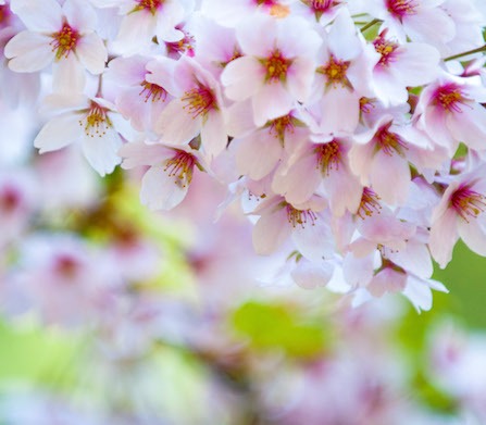 Elämän kevät eli vaihdevuosivaivojen hoito homeopatialla